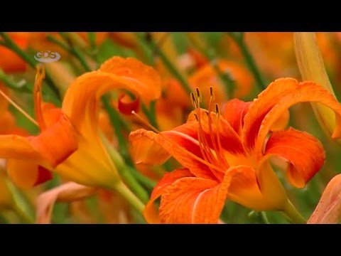 ბოტანიკური ბაღები  - Botanical Gardens - გადაცემა \'ეკოვიზია\' - 'Ecovision' TV Show